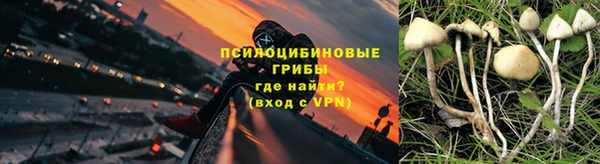 прущие грибы Аркадак