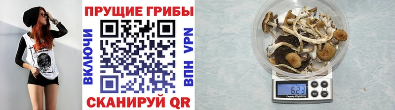 mega маркетплейс  Сосновый Бор  Псилоцибиновые грибы GOLDEN TEACHER 